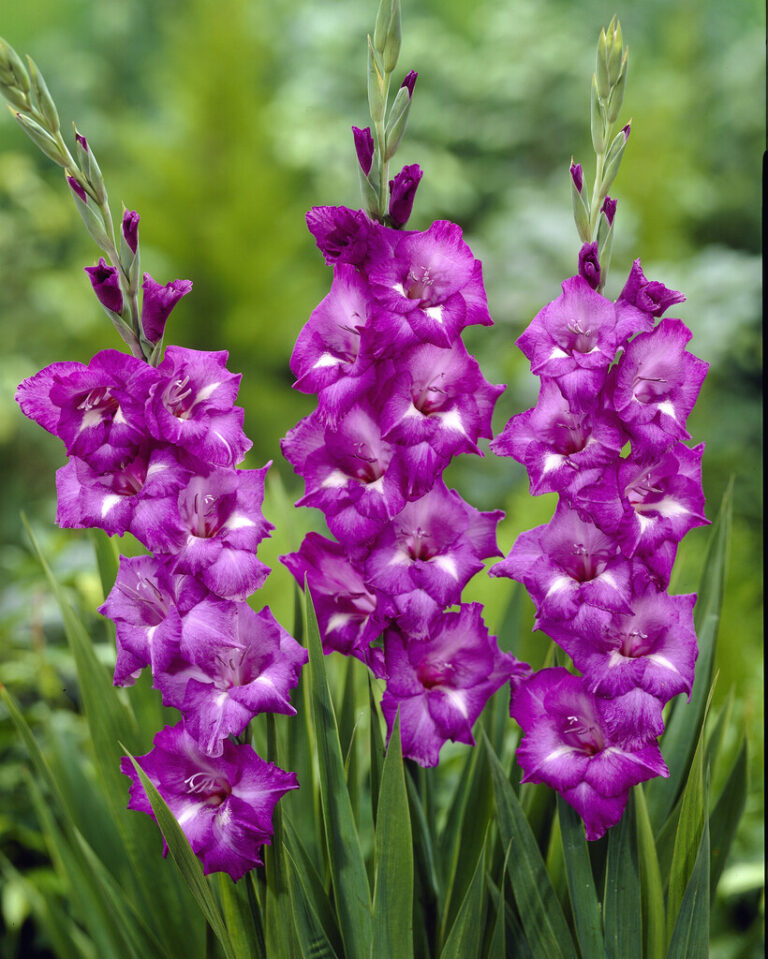 Range - Vigo Gladiolus