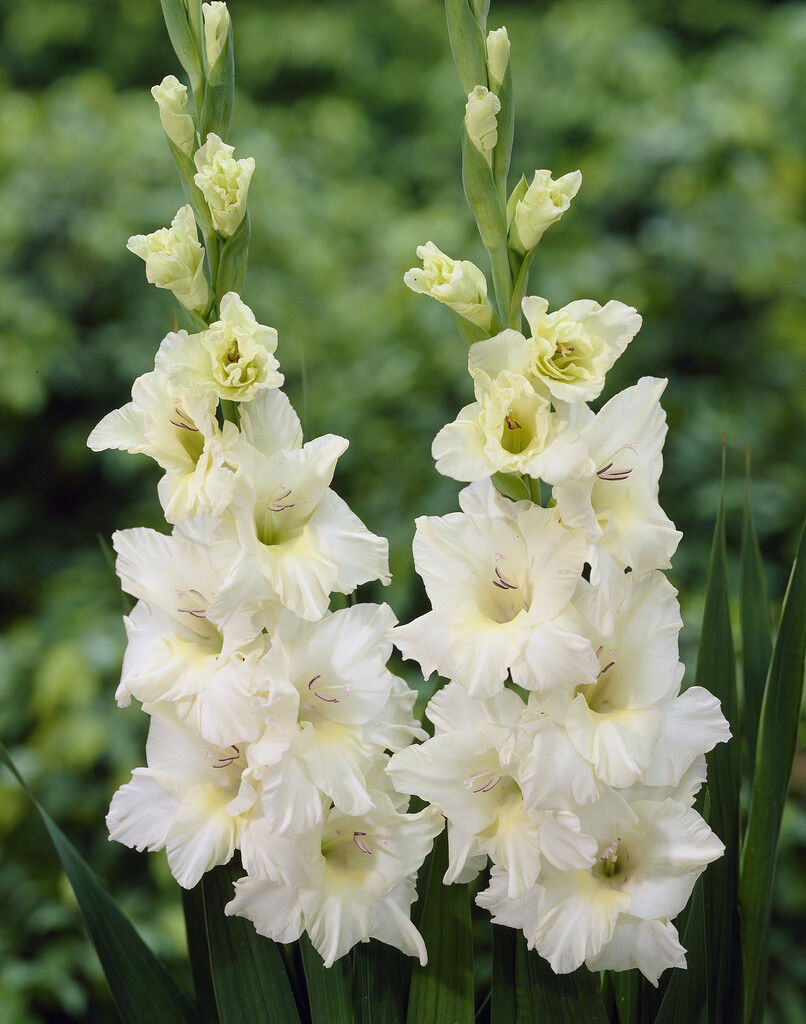 Gladiolus Ivory Priscilla Vigo Gladiolus